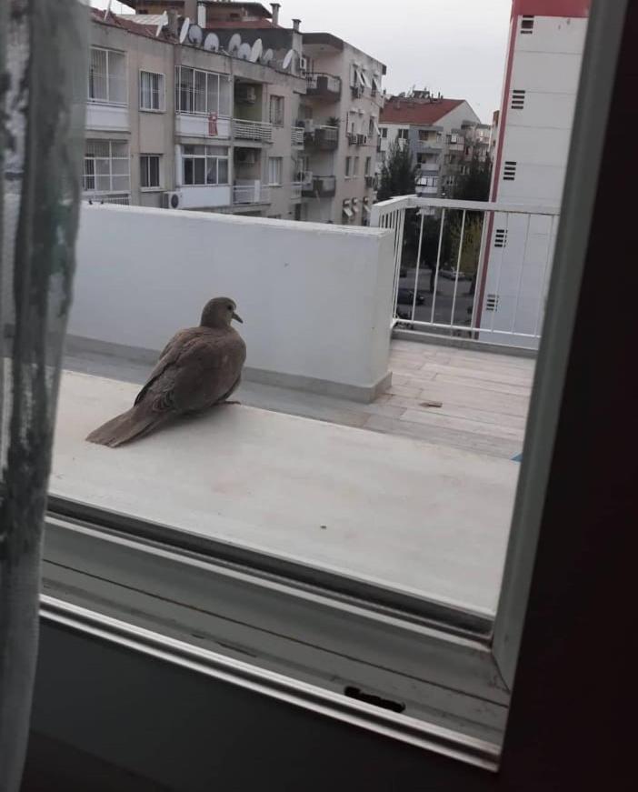Zübeyde Hanım Homes Daire İzmir